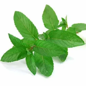 dehydrated mint leaf
